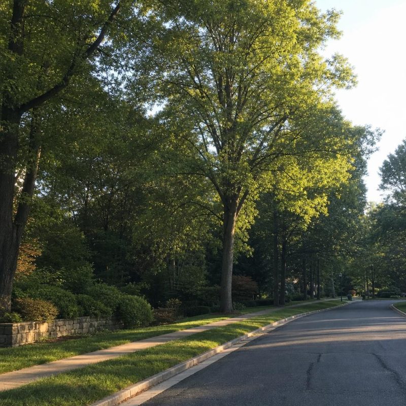 Leafy McLean suburban road beside mature trees, homes, and a wooded stream-valley edge.